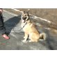 Ken, Lieber Malinois-Mischling - Rüde