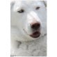 Kenai, Maremmaner Hirtenhund - Rüde