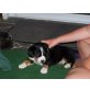 Kenai, Nita, Entlebucher Sennenhund - Hündin
