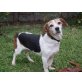 Kendra, Beagle - Hündin