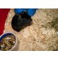Kendra, Goldhamster - weiblich
