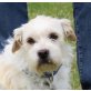 Kendra, Terrier Mix - Hündin