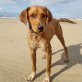 Keni, toller netter Anfängerhund, Netter Mischlingsrüde - Rüde