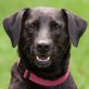 Kenia, Labrador-Mix - Hündin