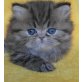 Kennedy, Perser - Kater