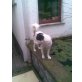 Kenni, Border-Colli Jack-Russel - Rüde