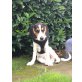 Kenny, Beagle Mix - Rüde
