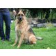 Kenny, Deutscher Schäferhund - Rüde