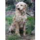 Kenny, Mini Golden Mix - Rüde
