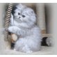 Kenny , Perser - Kater