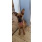 Kenny, Schäferhund-Mix Welpen - Rüde