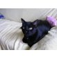 Kenny, schwarzer Haus - Kater
