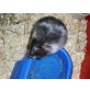 Kenya, Teddyhamster - weiblich