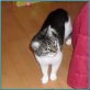 Kenya - sucht Einzelplätzchen!!!, EKH - Katze