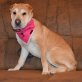 Kenzi nette Shar-Pei Welpin sucht Zuhause, Shar Pei Welpen - Hündin