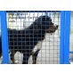 Kenzo, Berner Sennenhund - Rüde