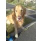 Kenzo, Golden Retriever - Rüde