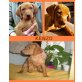 Kenzo, Magyar Vizsla Welpen - Hündin