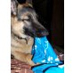 Keops, Deutscher Schäferhund - Rüde