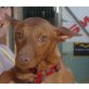 Keri, Podenco Canario - Hündin