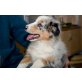 Kerri, Australian Shepherd Dog Welpen - Rüde