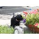 Kerry Blue Terrier - Hündin