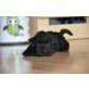 Kerry Blue Terrier - Rüde