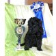 Kerry Blue Terrier Welpen - Rüde