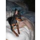 Kessie, Chihuahua Prager Rattler - Hündin