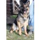 Kessy, Deutscher Schäferhund - Hündin