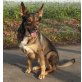 Kessy, Schäferhund - Hündin
