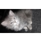Kessy, Sibirische Katze - Katze