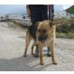 Ketama, Schäfehund-Mix - Hündin