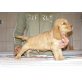 Kevin, Englischer Cockerspaniel - Rüde