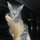 Kevin, Europäische Kurzhaarkatze - Kater