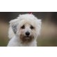 Kevin, Malteser / Bichon Mischling Welpen - Rüde