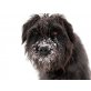 Kevin, Schnauzer-Terrier-Mix - Rüde
