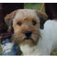 Kevin, Zwergschnauzer Mix - Rüde