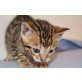 KeyLargos Luca, Bengalkatze - Kater