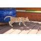 KeyLargos Pamina, Bengalkatze - Katze