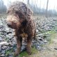 Keyla ist ruhig und gelassen im Haus..., Perro dAgua - Hündin