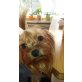 Keysi vom Sterzelweg, Yorkshire Terrier - Hündin