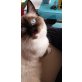 Khalisi, Ragdoll - Katze