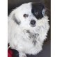 Khloe, Wuschel-Mix - Hündin