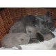 Kia(Mädchen),Kleo,KitKat,Kosi, Britisch Kurzhaarkatze - Kater