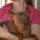 Kiana, Podenco Andaluz - Hündin