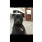 Kiara, Amerikanischer Pit-Bullterrier - Hündin