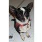 Kiara, Chihuahua kurzhaariger Schlag - Hündin