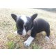 Kiara, Chihuahua kurzhaariger Schlag Welpen - Hündin