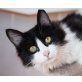 Kiara, Europäisch Langhaar - Katze